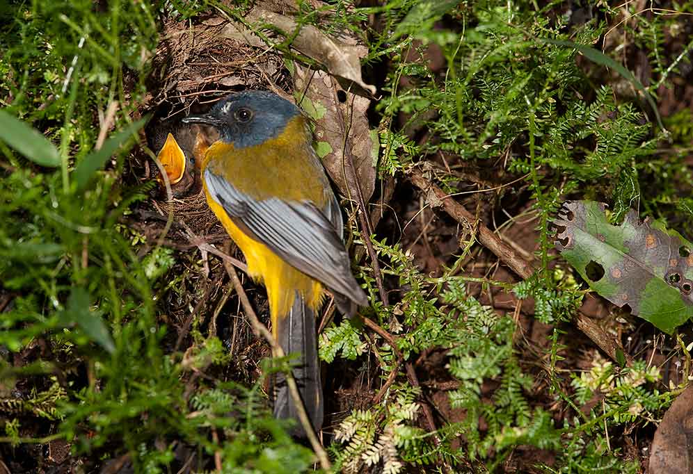 White-starred Robin at nest